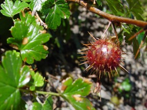 Sierra Nevada Wild Gooseberry. 